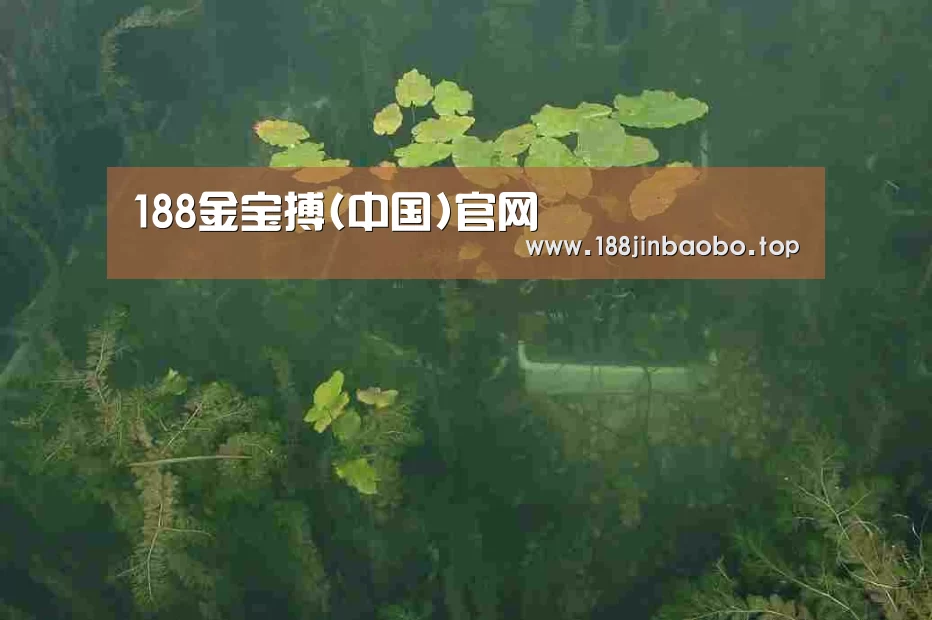 案例展示三